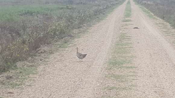 Image of Attwater's greater prairie-chicken