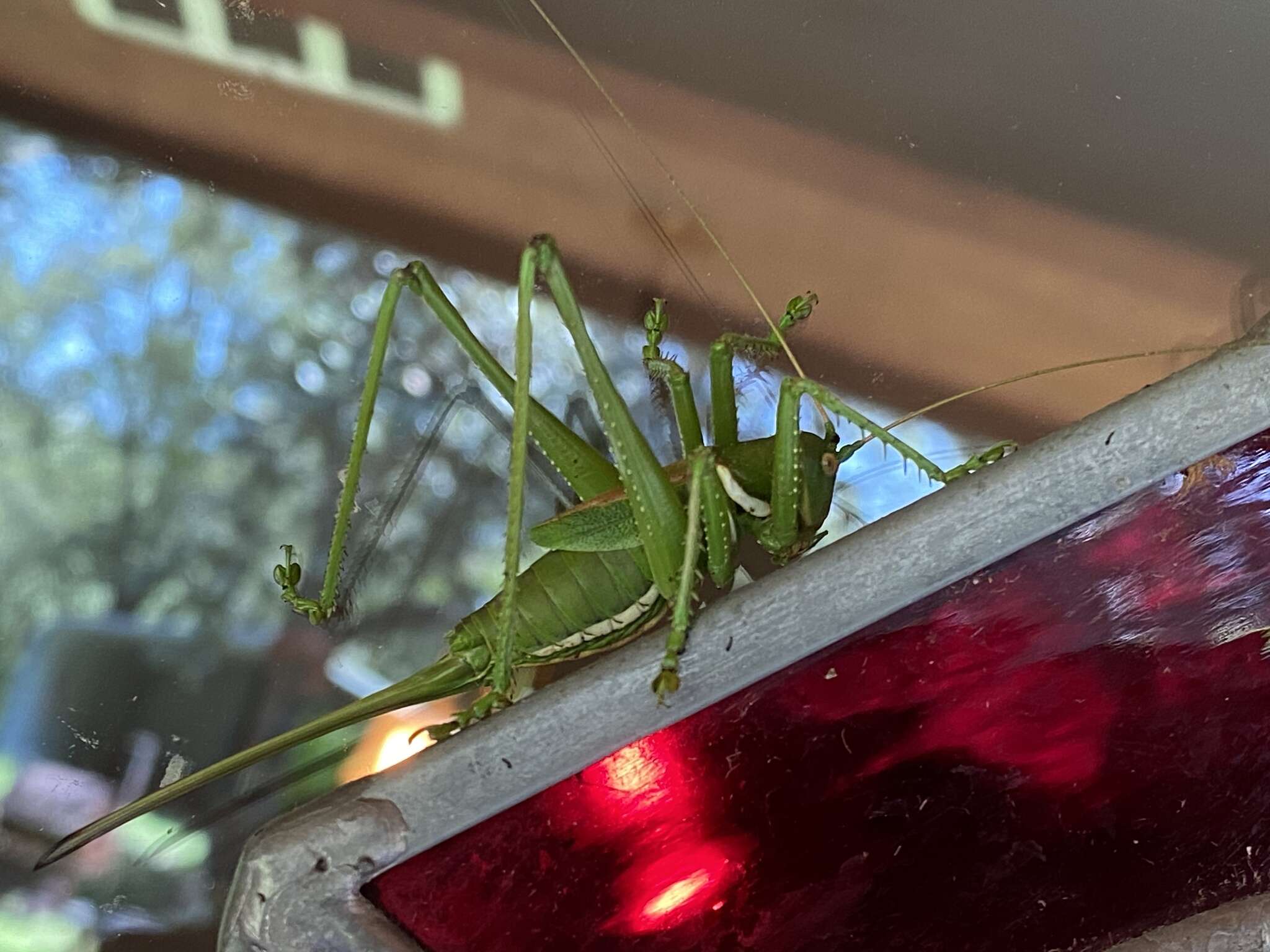 Image of Lesser Arid-land Katydid