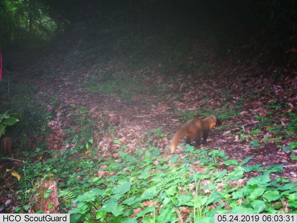 Image of Japanese Marten