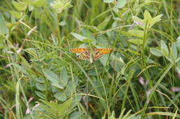 Image of Melitaea arcesia Bremer 1861