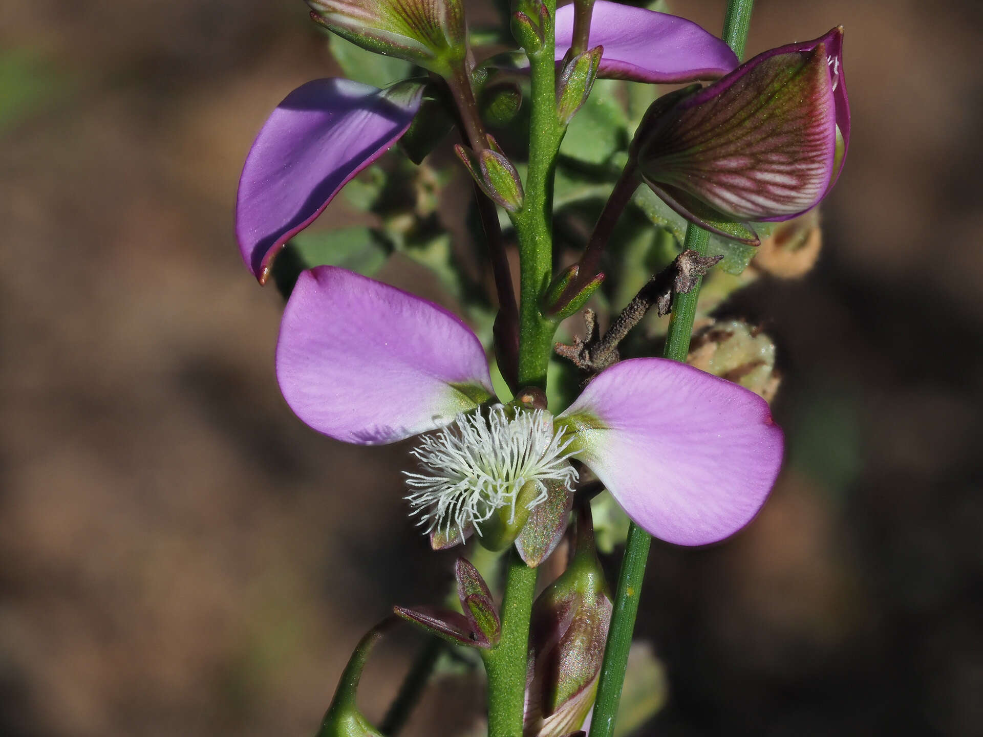 Image of Polygala bracteolata L.