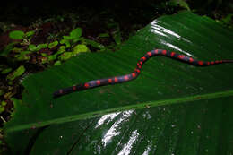 Geophis brachycephalus (Cope 1871) resmi