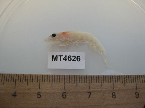 539.bnsc mt04626 1332517714 jpg.580x360