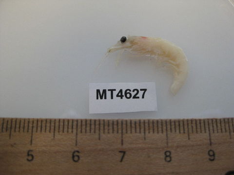 539.bnsc mt04627 1332517802 jpg.580x360