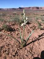 صورة Eremocrinum albomarginatum (M. E. Jones) M. E. Jones