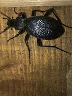 Image of Carabus (Megodontus) caelatus Fabricius 1801