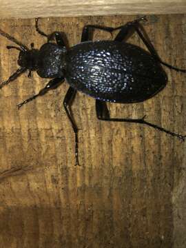 Image of Carabus (Megodontus) caelatus Fabricius 1801