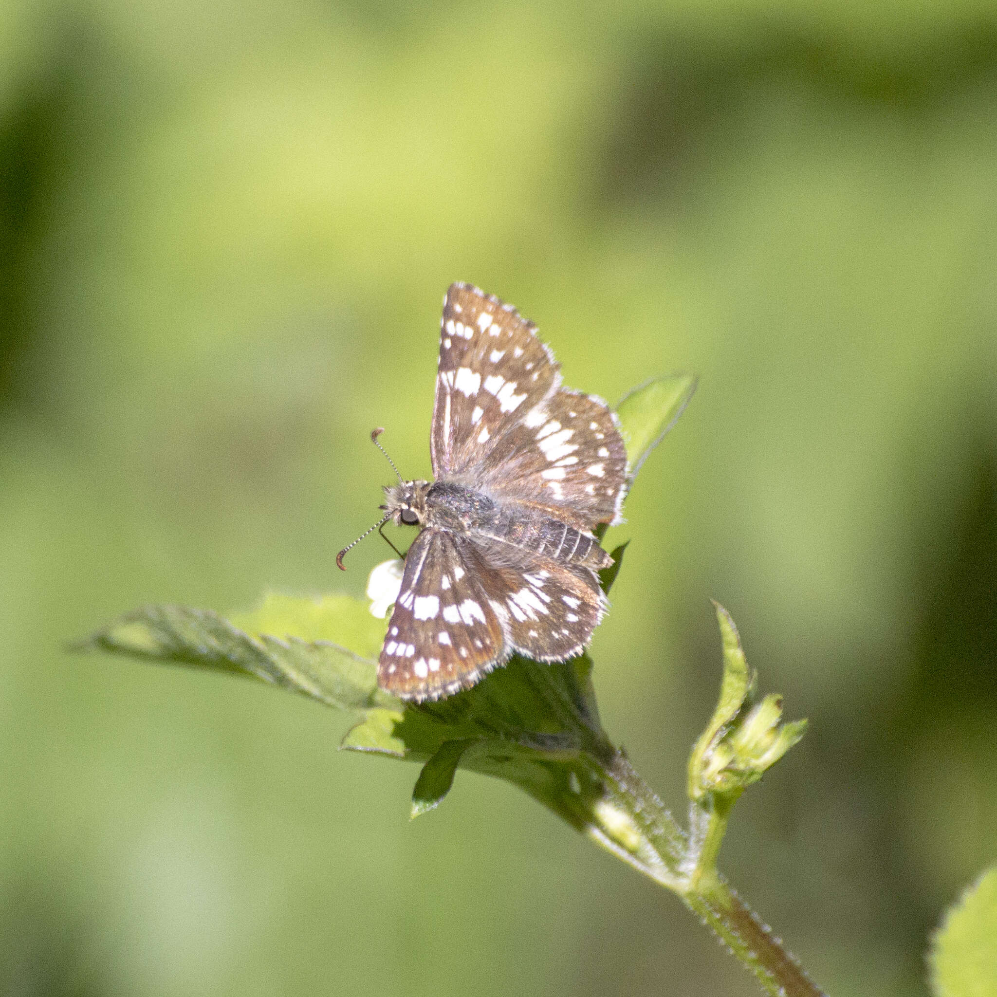 Image of <i>Burnsius orcynoides</i>