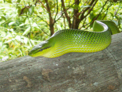 Image of Arboreal Rat Snake