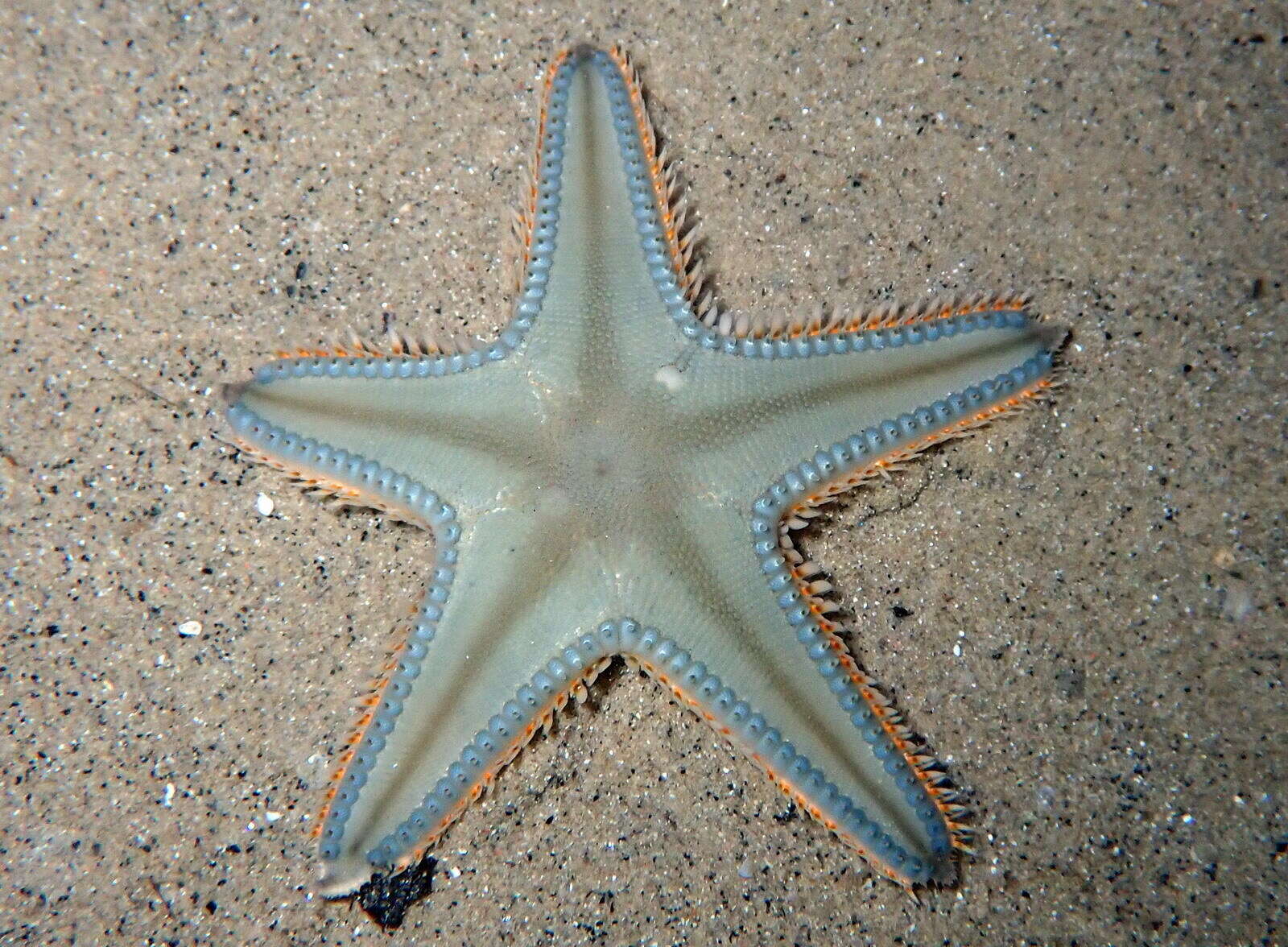 Image of Astropecten jonstoni (Delle Chiaje 1827)