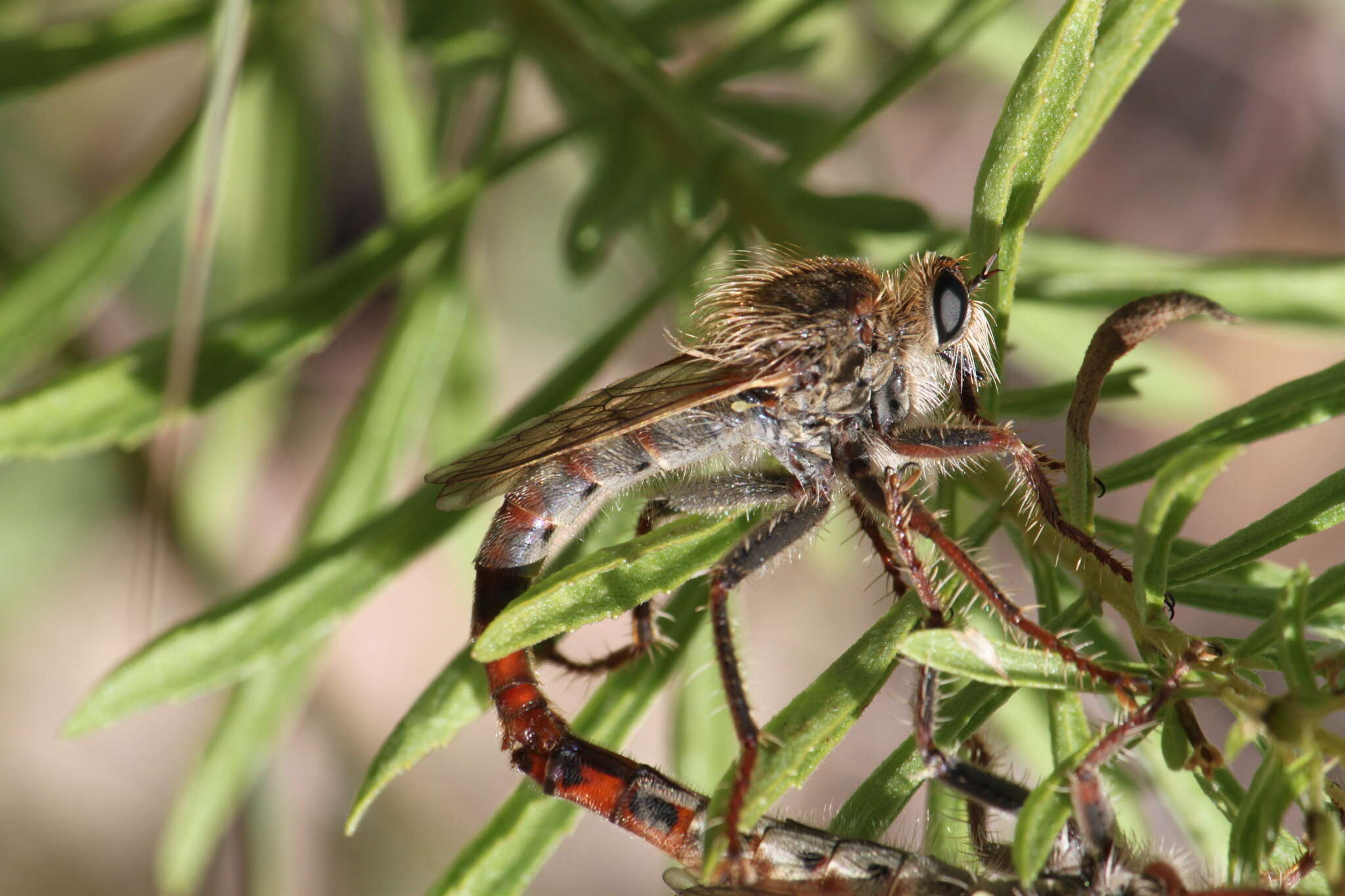 Image of Scleropogon picticornis Loew 1866