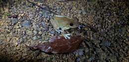 Image of Veragua Cross-banded Treefrog