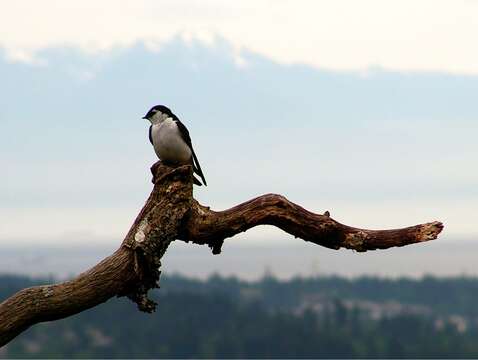 Image of Violet-green Swallow