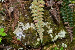 Polystichum acanthophyllum (Franch.) Christ resmi