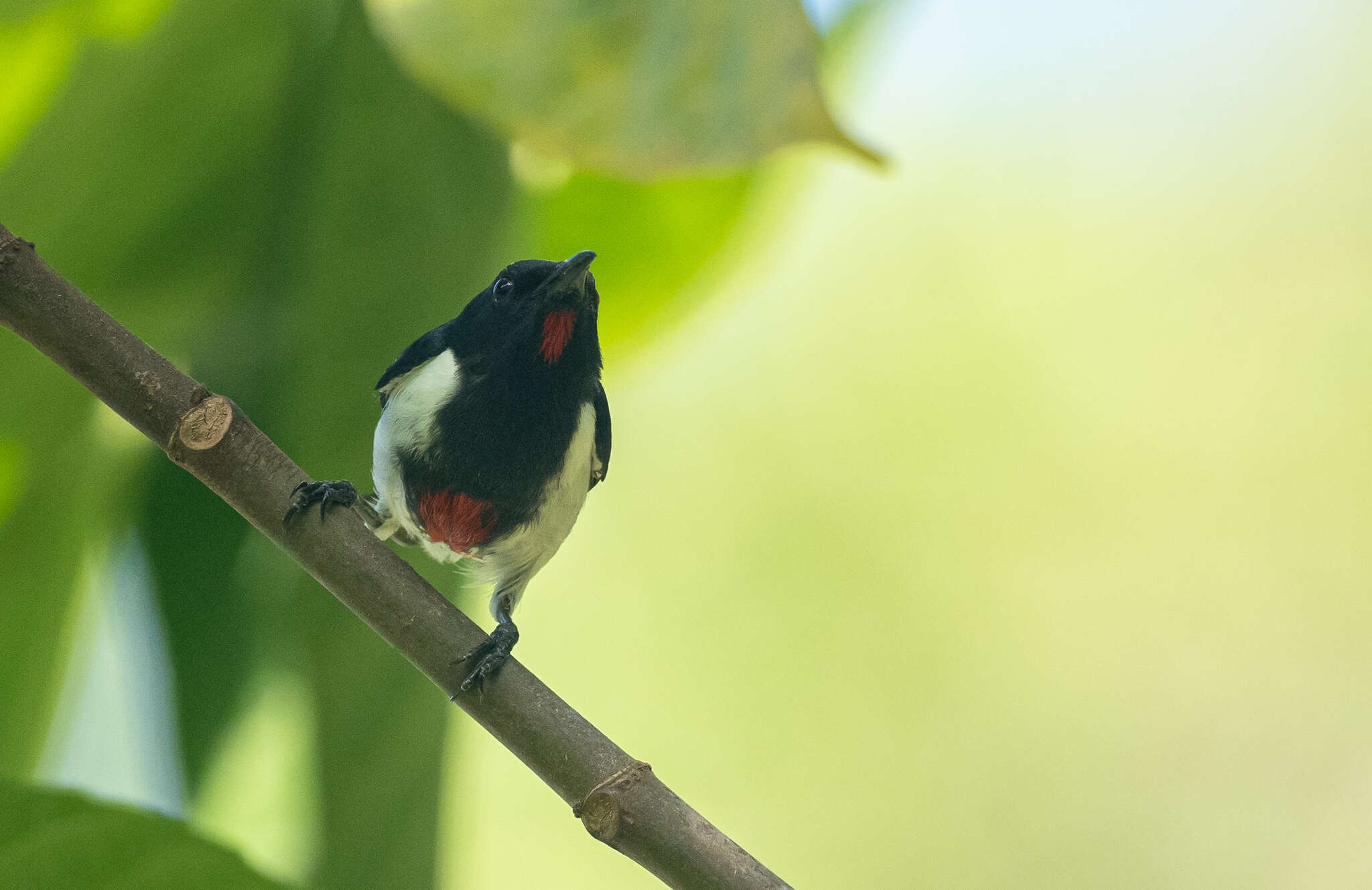 Image of Scarlet-collared Flowerpecker