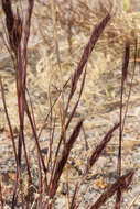 Image of purple needlegrass