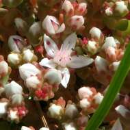 Imagem de Sedum anglicum Hudson