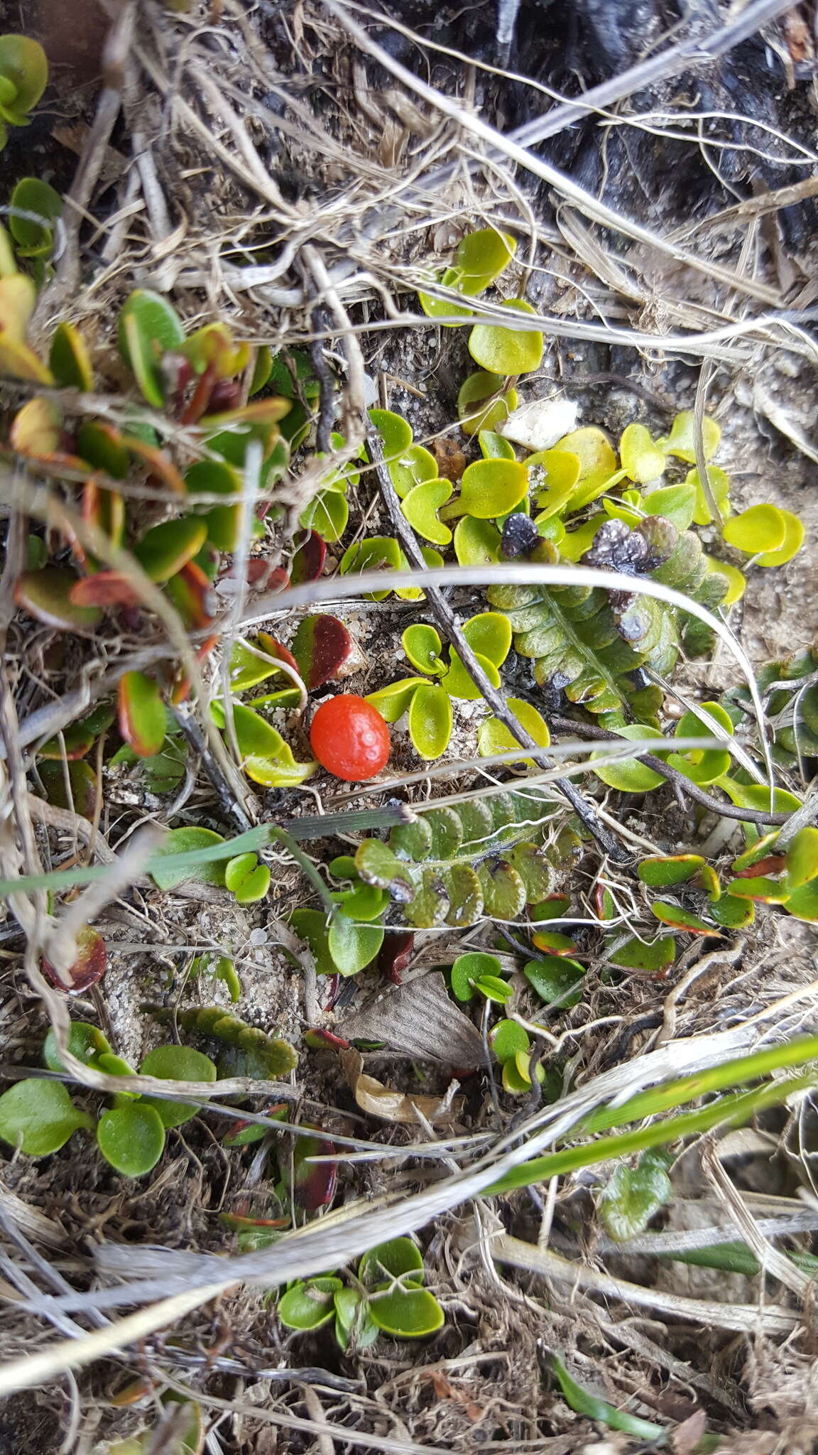 Imagem de Nertera granadensis (Mutis ex L. fil.) Druce