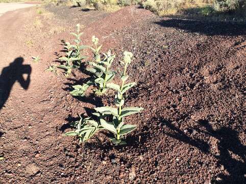 Asclepias erosa Torr.的圖片