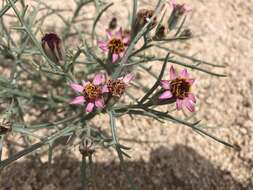 Image of Mojave hole-in-the-sand plant