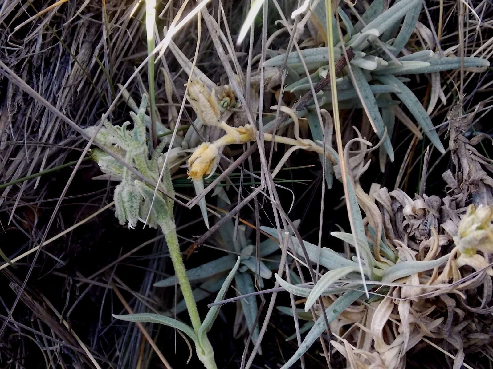 Слика од Cerastium floccosum Benth.