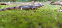 Image of Peters' Tree Skink