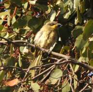 Image of Purple-gaped Honeyeater