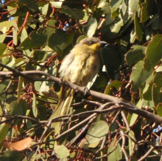 Image of Purple-gaped Honeyeater