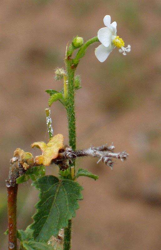 Imagem de Hibiscus meyeri subsp. meyeri