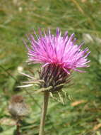 Image of Carduus adpressus C. A. Meyer