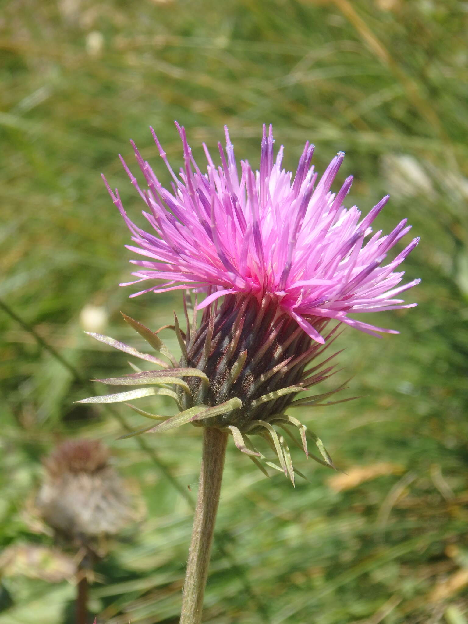 Image of Carduus adpressus C. A. Meyer