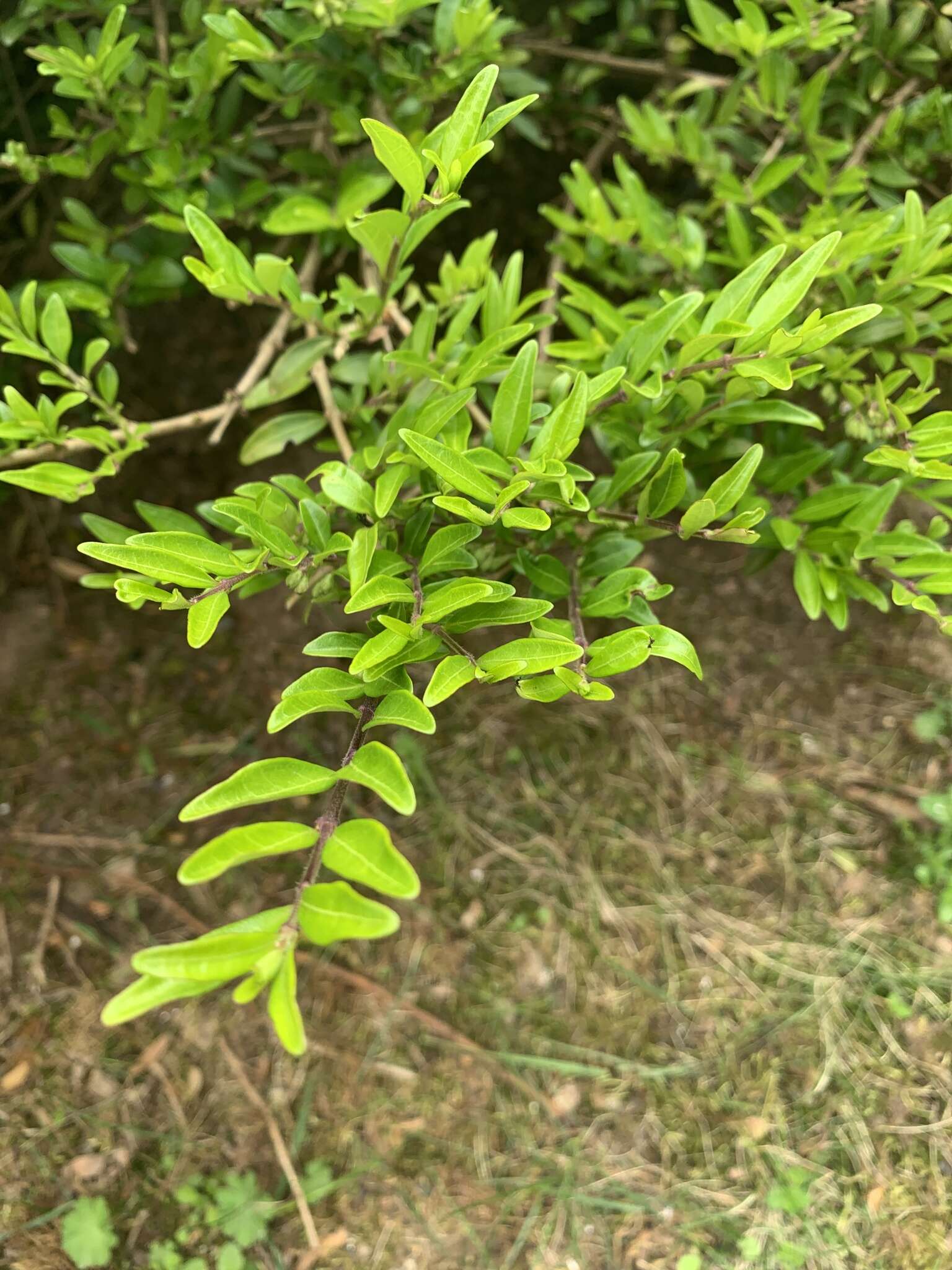 Image of box-leaf honeysuckle