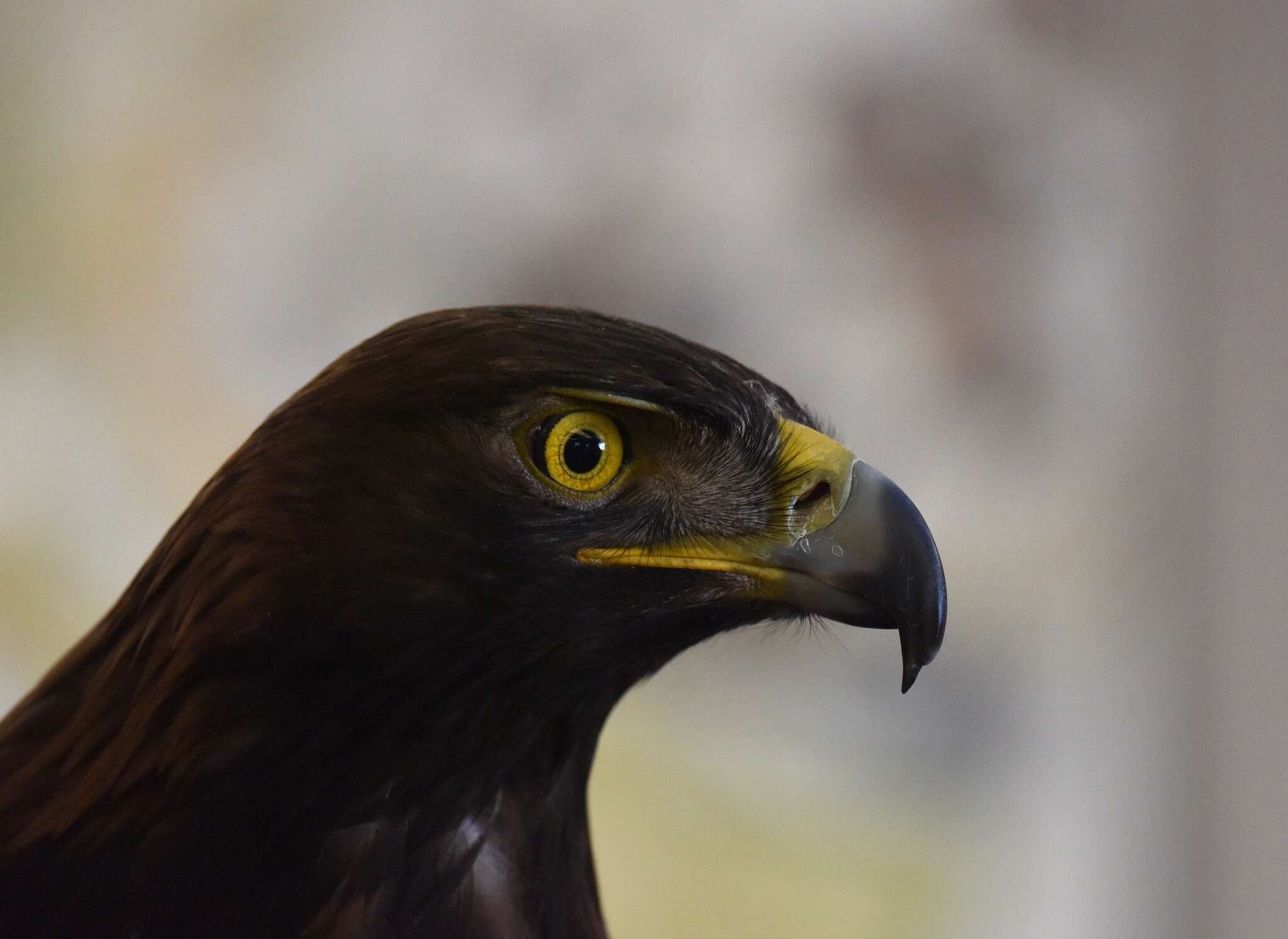 Image of Aquila chrysaetos canadensis (Linnaeus 1758)