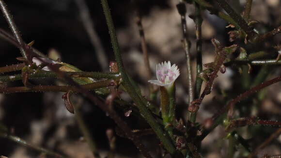 Image de Lygodesmia exigua (A. Gray) A. Gray