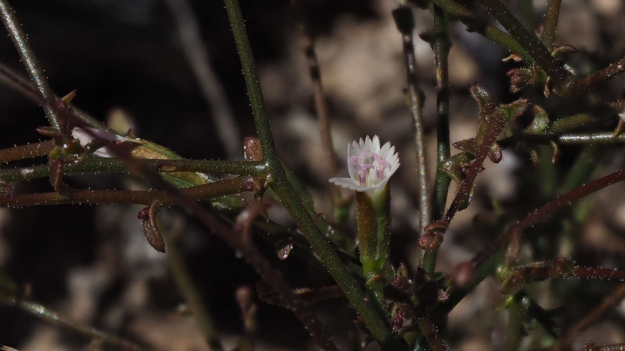 Image de Lygodesmia exigua (A. Gray) A. Gray