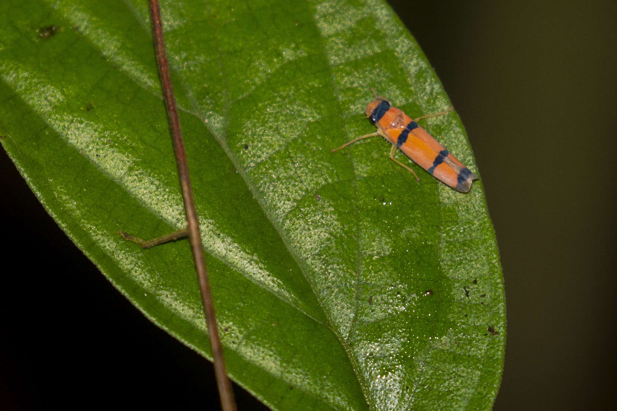 Image of Cardioscarta quadrifasciata (Linnaeus 1758)