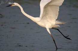 Image of Eastern great egret