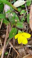 Hibbertia dentata R. Br. resmi