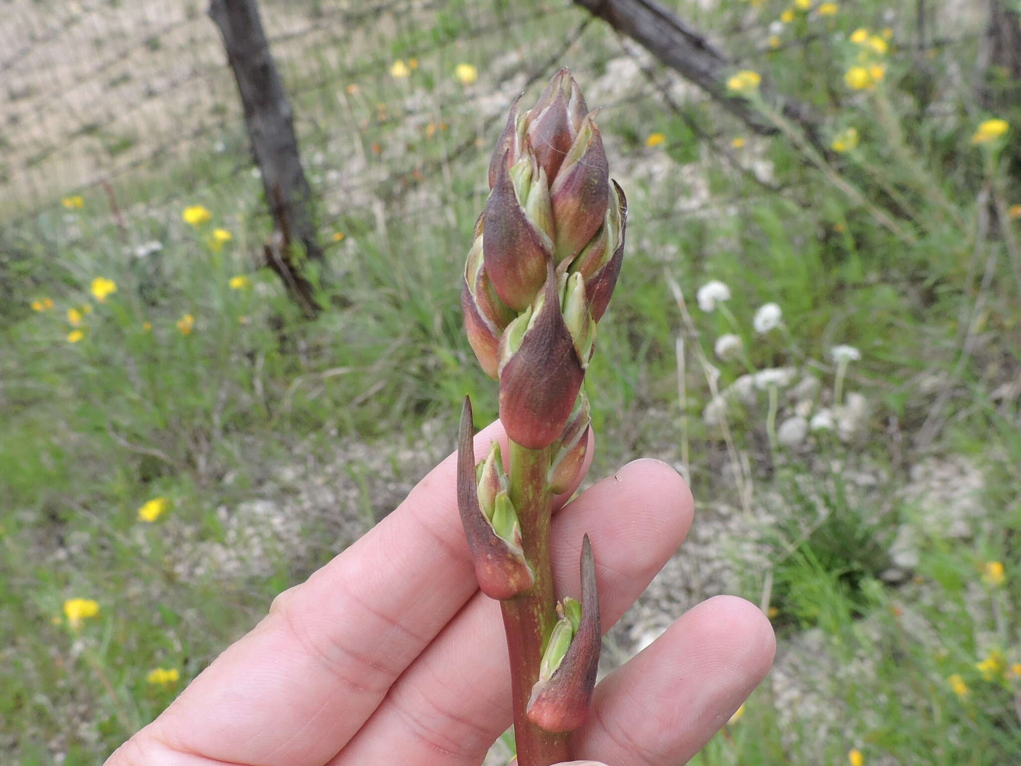 Image of twistleaf yucca