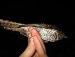 Image of Brush Cuckoo