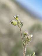 Imagem de Polemonium micranthum Benth.