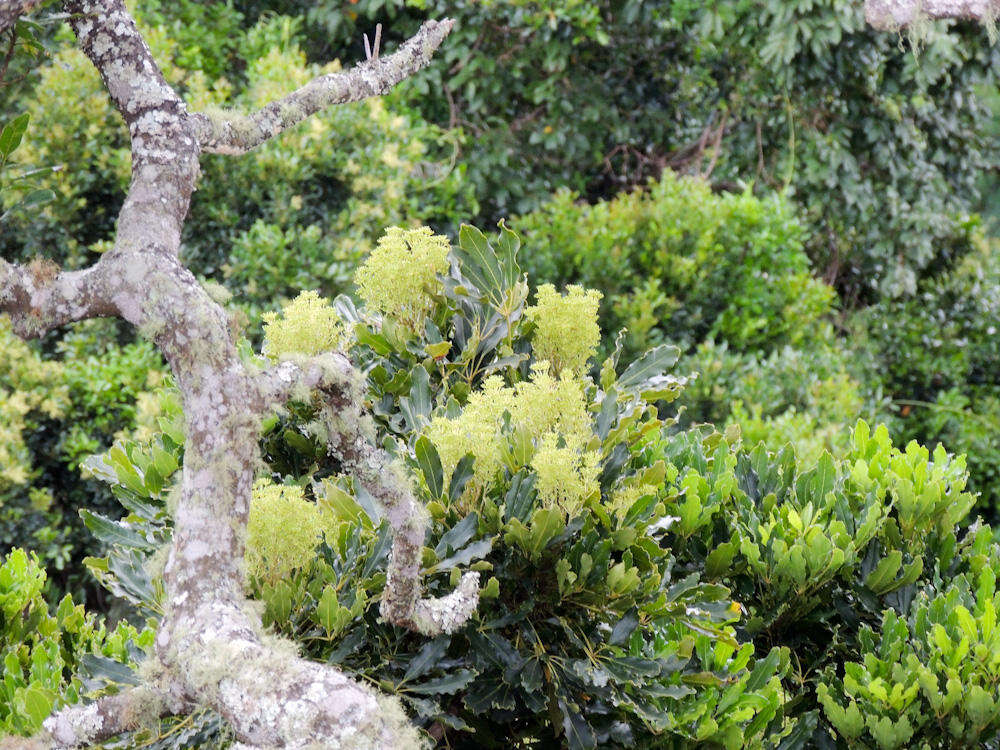 Image of Forest false cabbage-tree