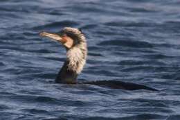 Image of Phalacrocorax carbo sinensis (Staunton 1796)