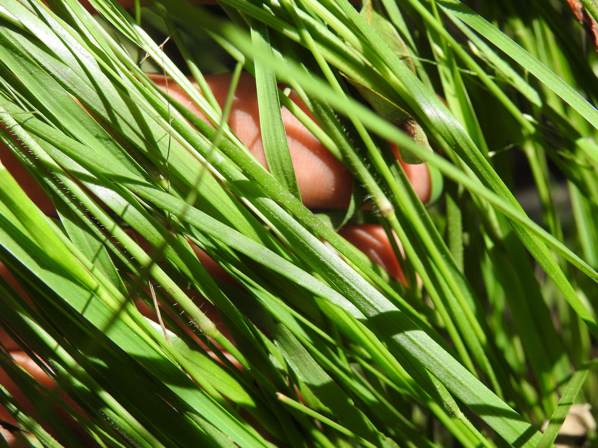 Слика од Panicum simile Domin