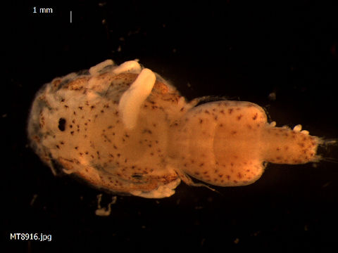 Image of salmon sealouse