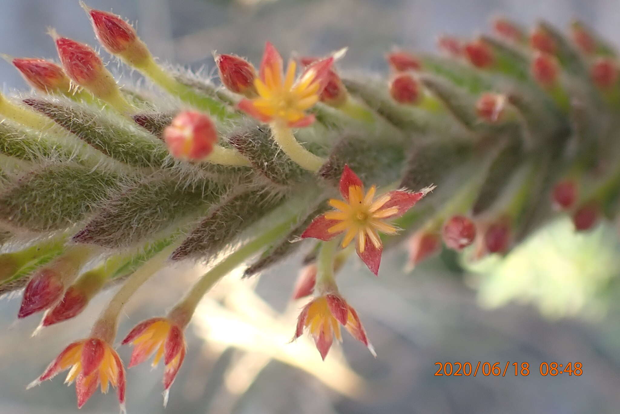 Image of Struthiola tomentosa Andr.