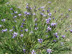 Image of Sisyrinchium platense I. M. Johnst.