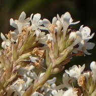 Image of Pseudoselago outeniquensis O. M. Hilliard