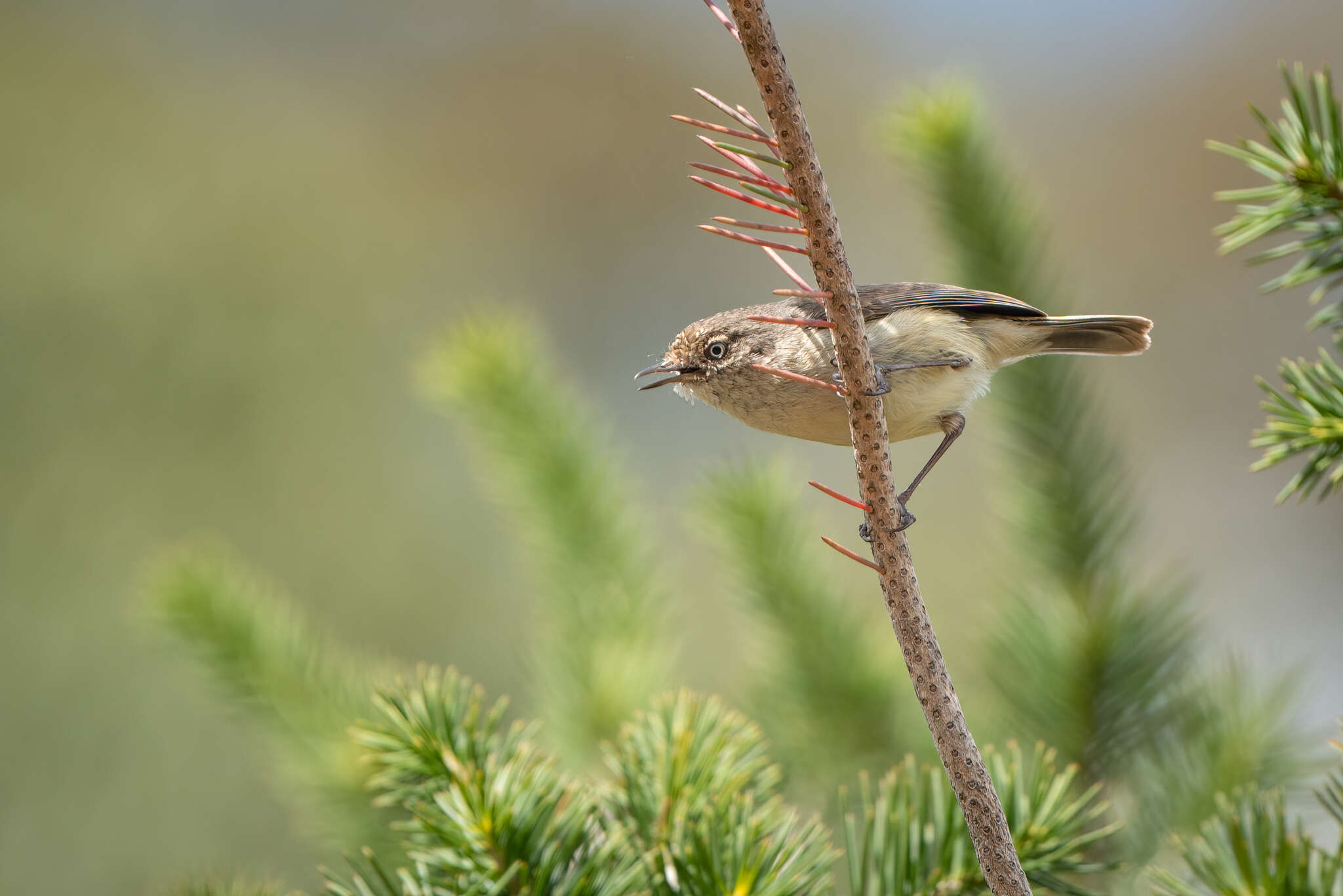 Image of Western Thornbill