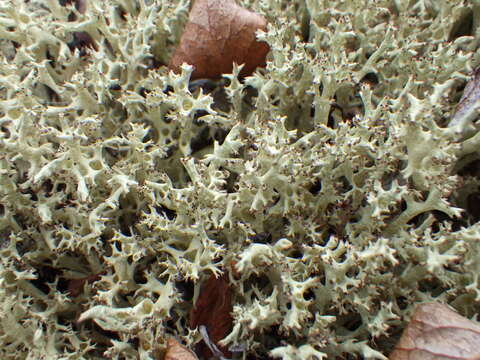 Image of Thorn cladonia